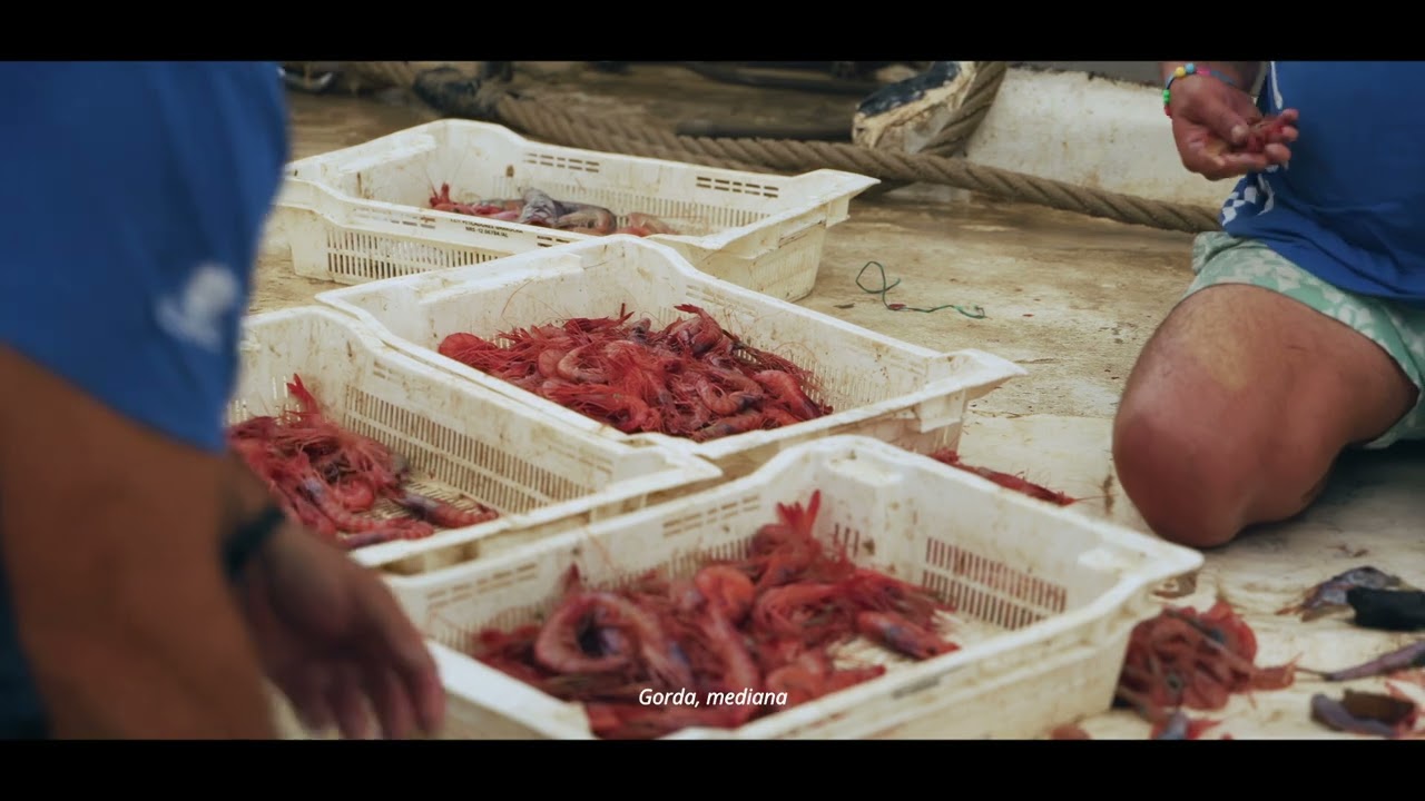 ÚNICA, ROJA, NUESTRA gamba de Garrucha