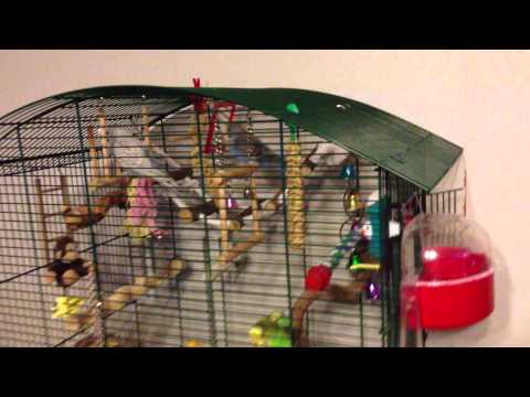 ტალღოვანი  თუთიყუშები (როკო და ჩიკო)