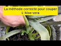 La mthode pour couper laloe vera pour quelle continue  repousser