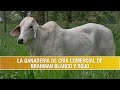 Como es la Cria de Ganado Comercial Brahman Blanco y Rojo- TvAgro por Juan Gonzalo Angel Restrepo