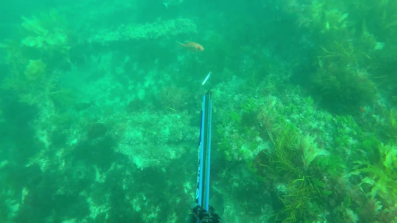 Spearfishing South Australia YouTube