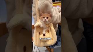 mulk feeding. #cat #petshub #catfeeding #shortsfeed #kitten