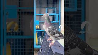 Trapped Successfully ✨ #pigeon #racing #chennai #pigeons #birds #love