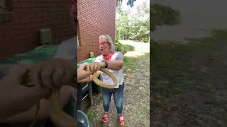 Yellow Rat snake