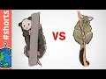 Opossum vs possum shorts