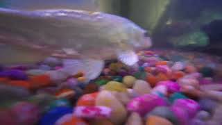 : Beautiful Fishes  #Aquarium #fish #colorfulfishes #foryou