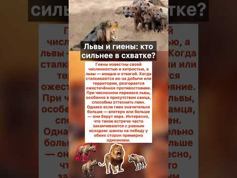 🦁Львы и гиены: кто сильнее в схватке? #животные #интересное #факты #хочуфакты #юмор #животныешляйх
