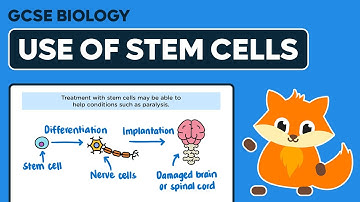 Use of Stem Cells - GCSE Biology