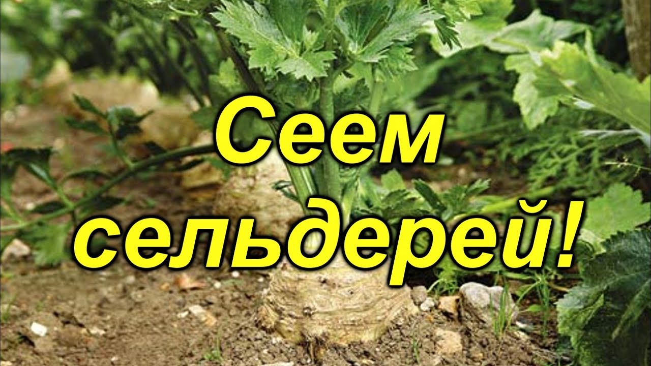 Сеем сельдерей- не опоздайте!