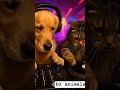 Dog &amp; Cat DJ Duo Take Over the Club | Funny Animal Shorts #shorts #short #dog #cat  #trendingshorts