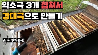 약한 세력 3통 소주먹여서 강한 벌통 1통으로 만들기