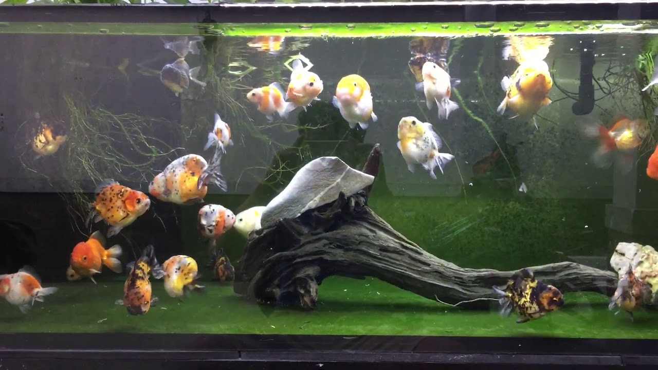 Review bể cá ranchu... sau 6 tháng setup theo phong cách bán thuỷ sinh ...