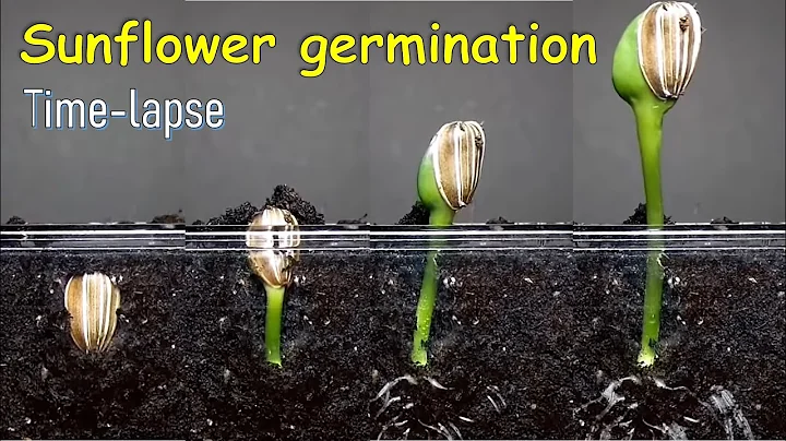 Sunflower germination time-lapse - DayDayNews