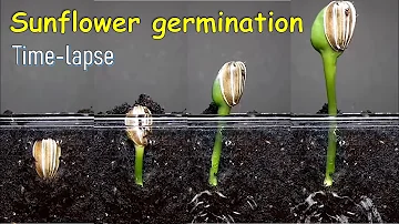Sunflower germination time-lapse