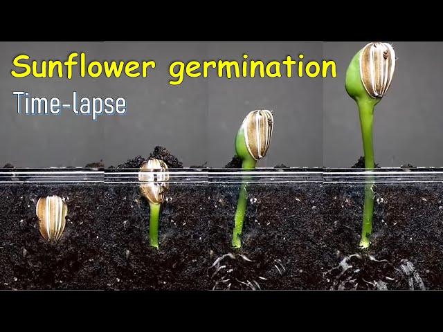 Sunflower germination time-lapse class=