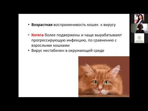 6.10.21 Вебинар ТД Простор и МЗВС Вирусная лейкемия кошек