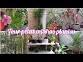 TOUR PELAS PLANTAS QUE TENHO EM CASA🪴🌷 | MUITAS PLANTAS LINDAS NO MEU QUINTAL | Frescurinhas da Bia