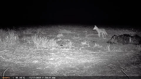 GardePro X60 - Finally a Camera Worth the Hype?