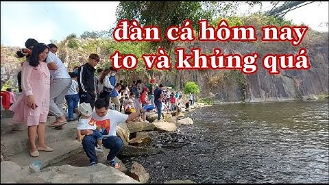 Ghé xem đàn cá trê khủng hiện giờ ra sao tại Thiền viện trúc lâm núi Sập An Giang