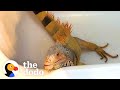 Needy iguana demands dads attention 247  the dodo