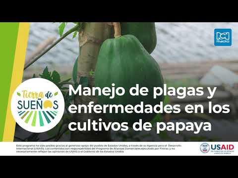 Video: Tratamiento de plagas de papaya: cómo tratar las plagas comunes de papaya