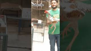 shamo Aseel murga ?murgi palan shortsvideo youtubeshorts chickensetup