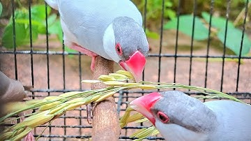 Java sparrows singing sound: java sparrows sing so sweet and funny. This sound is the best today.