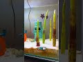 ヒトデのダンス! 🌱✨