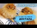 Померанский шпиц Бэлла vs Оливия, Наконец-то она её достала, Шпиц без шерсти, как Чихуа