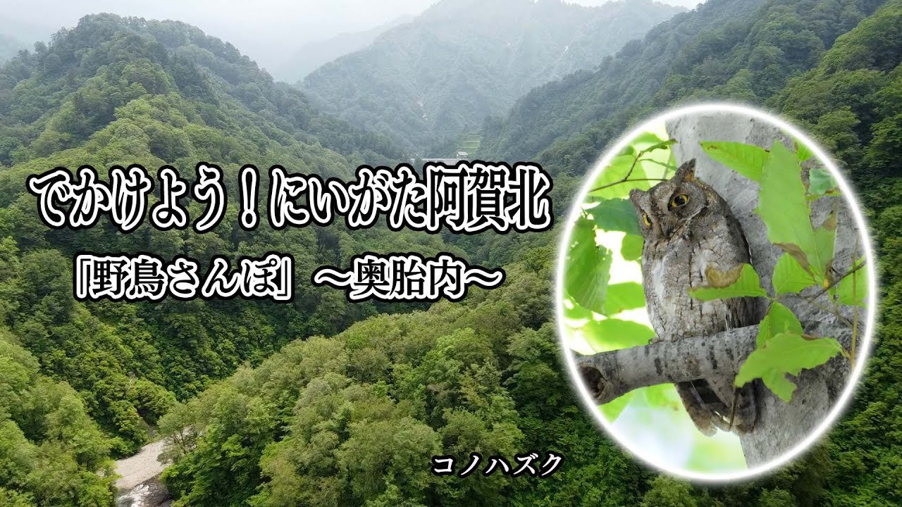 「奥胎内へ、アカショウビンを訪ねて～でかけよう！にいがた阿賀北「野鳥さんぽ」（オリジナル編）」