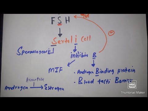 Easily explain LH,FSH, Sertoli & Leydig cell in 3 minutes with mcqs