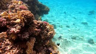 Коралловые рифы Красного моря, подводная съемка, #египет, #шармэльшейх