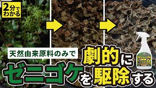 【ゼニゴケ劇的駆除】天然成分100％ コケそうじ ゼニゴケ専用スプレーを使ってゼニゴケを駆除しよう！ Panefri パネフリ