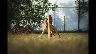 Kodi - Rescued Dog Tricks [3 Years] by Juliette Roux-Merveille 2,005 views 4 years ago 2 minutes, 38 seconds