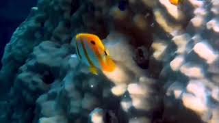 ความงดงามของสัตว์น้ำ - The beauty of aquatic animals