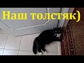 ЖИВЕМ В СТАНИЦЕ! ЧТО С СОСЕДНИМ УЧАСТКОМ? ДОРОГА В ГОСТИ)))