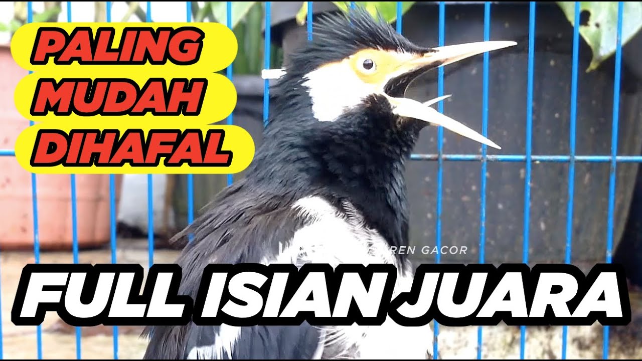 SUARA JALAK SUREN GACOR MOMPA FULL ISIAN MASTERAN LENGKAP AMPUH untuk PANCING JALAK AGAR CEPAT GACOR