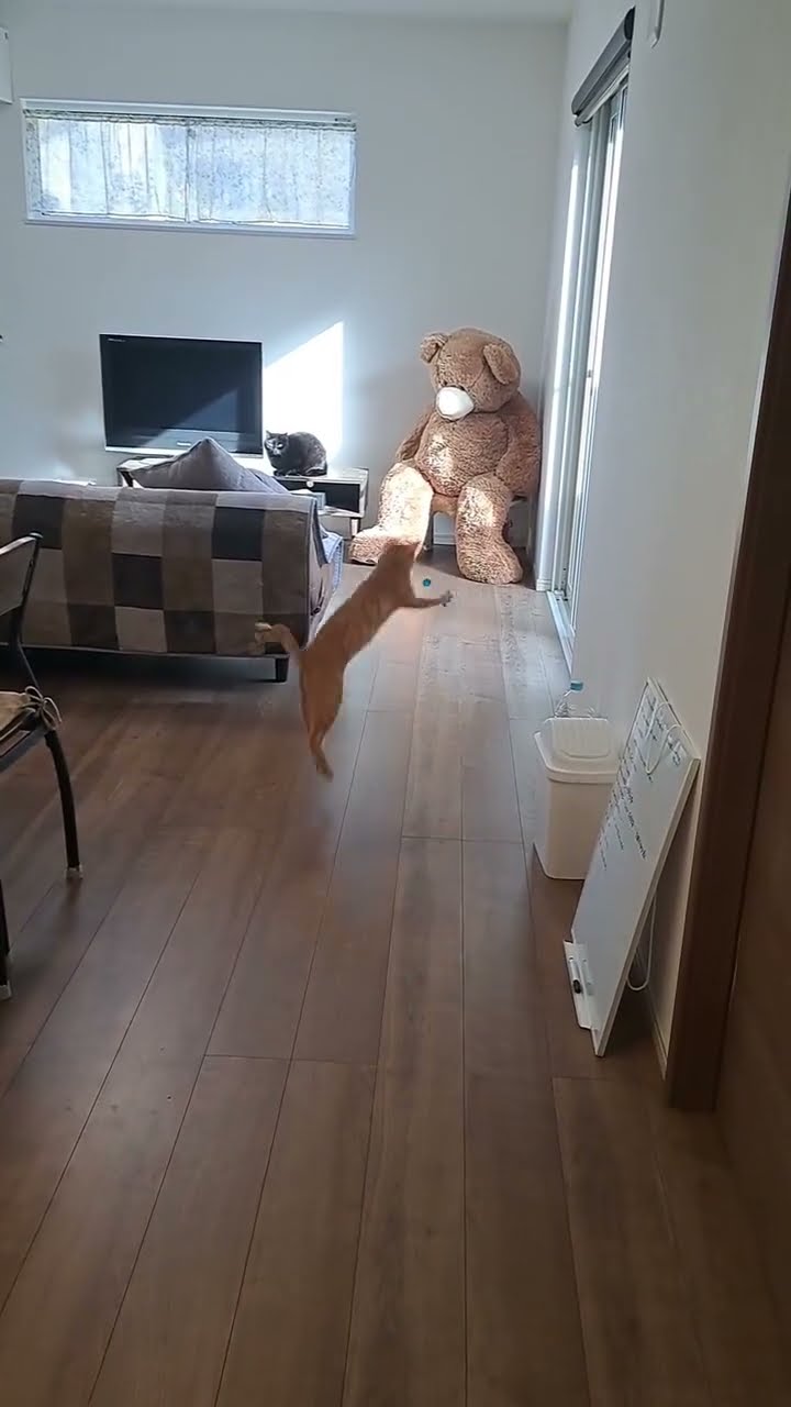 Funny  cat