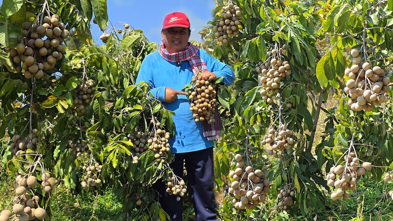 ลำไยต้นเตี้ย ลูกดก ปลูกง่าย ได้ขายทั้งปี เทคนิคดีดีด่วยวิธีง่ายๆ!! ใครๆก็ทำได้