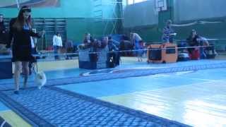 Выставка собак, г. Рыбинск, 02.03.2014. Выставка собак, г. Рыбинск, 02.03.2014.
