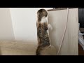 子猫が・・・立ったｗｗｗ