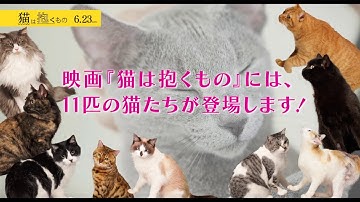 映画『猫は抱くもの』猫だらけ動画