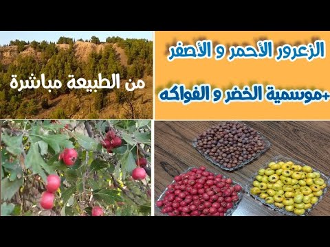 فيديو: حصاد الزعرور لفصل الشتاء وكيفية تحضيره