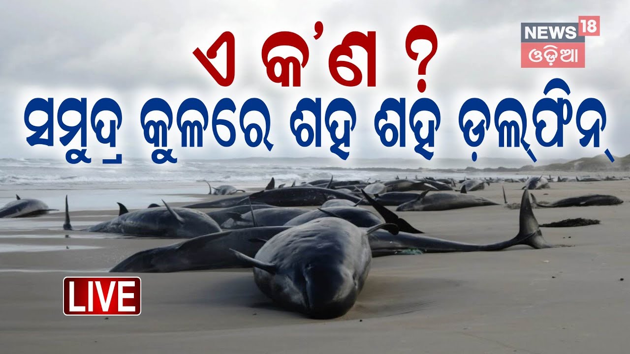 Live: ଛଟପଟ ହେଉଛି ଡଲଫିନ | Australia begins euthanizing dolphins after mass stranding Odia News N18G