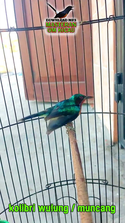 Kolibri Wulung / Muncang #shortvideo #kicaumania #kowul #kolibriwulunggacor #kolibriwulung #kolibri