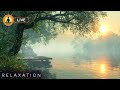 🔴 Relaxing Nature Sounds for Stress Relief 24/7, Healing Frequency Music, Meditation, Bids Chirping