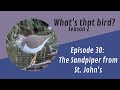 The Sandpiper from St. John's: What's that bird? Episode 30