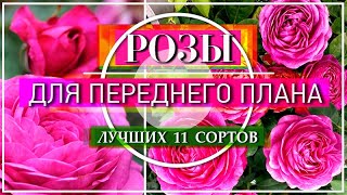 11 СОРТОВ РОЗ / ЛУЧШИХ ОБИЛЬНОЦВЕТУЩИХ ДЛЯ ПЕРЕДНЕГО ПЛАНА ЦВЕТНИКА / ЧАСТЬ 1