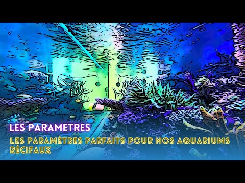 Vidéo: Pourquoi je pense à Aquarium Rock Collecting Rocks!