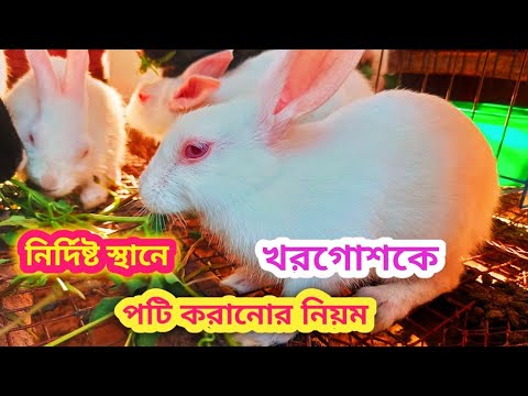 ভিডিও: কীভাবে খরগোশের পোশাক তৈরি করা যায়